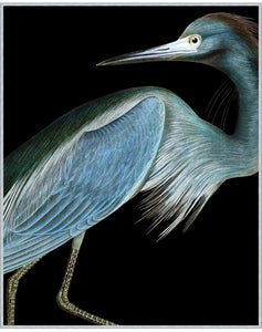 Stately Heron 1